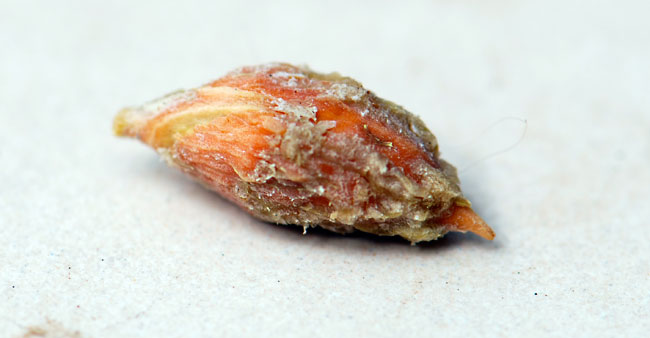 Jujube